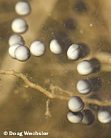 American Toad eggs _A5E9779.jpg - 29689 Bytes